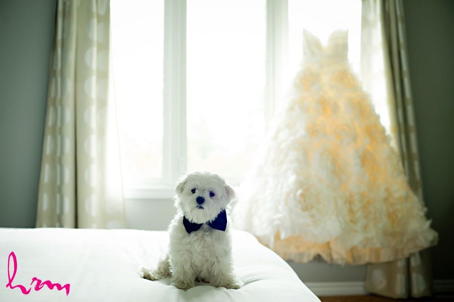 dog and wedding dress in wedding photo