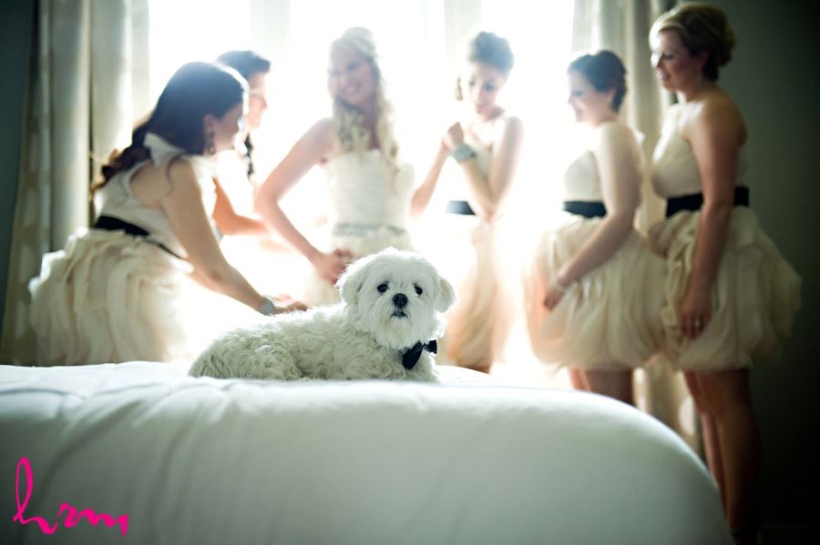 Wedding photo of dog in foreground bride and bridesmaids in background