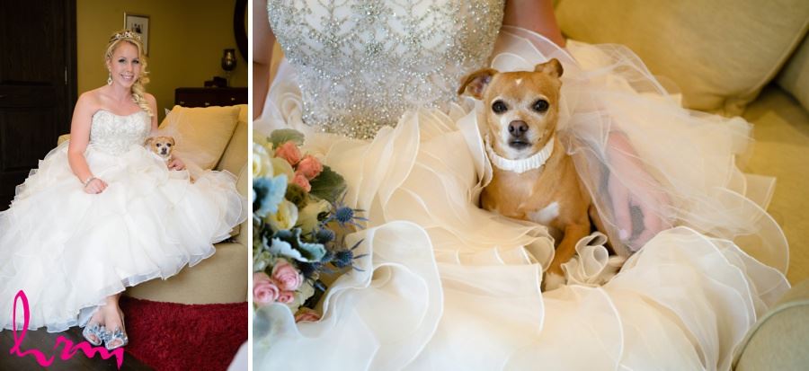 Bride with dog chihuahua on wedding day