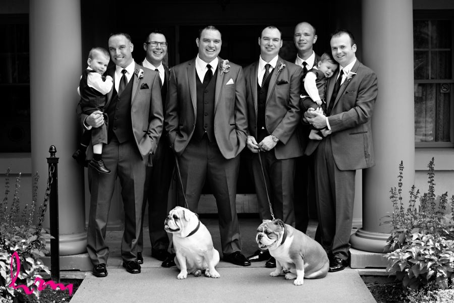 groomsmen with bulldogs wedding day