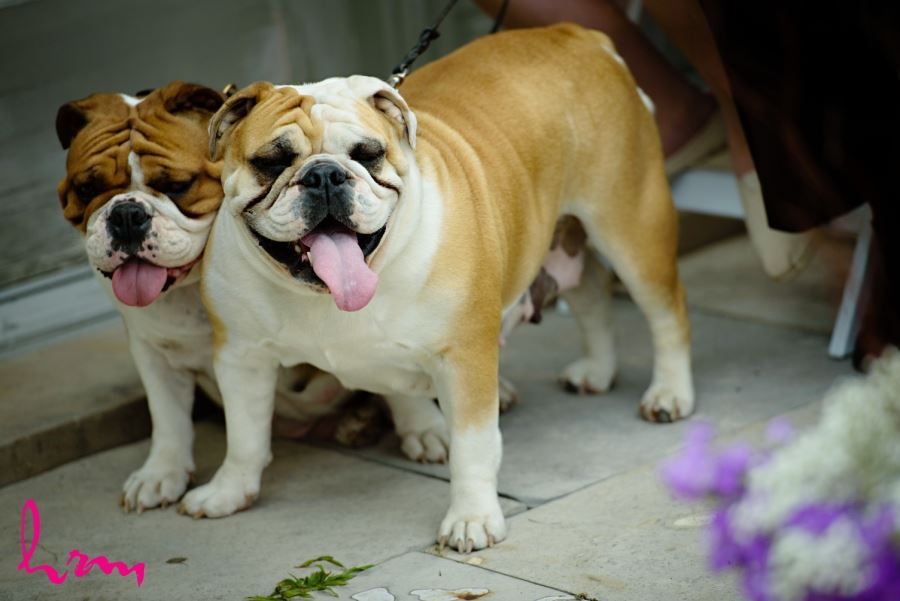 bulldogs at wedding ceremony